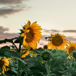 graines de tournesol