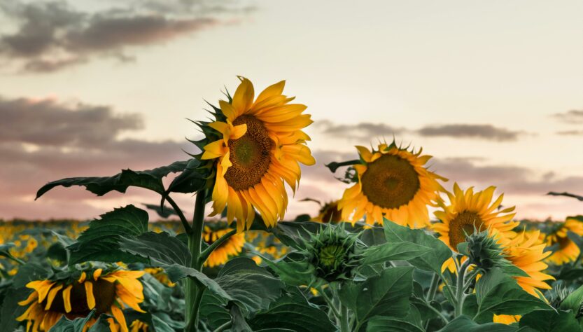 graines de tournesol