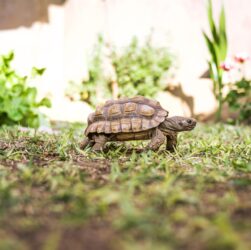 tortue