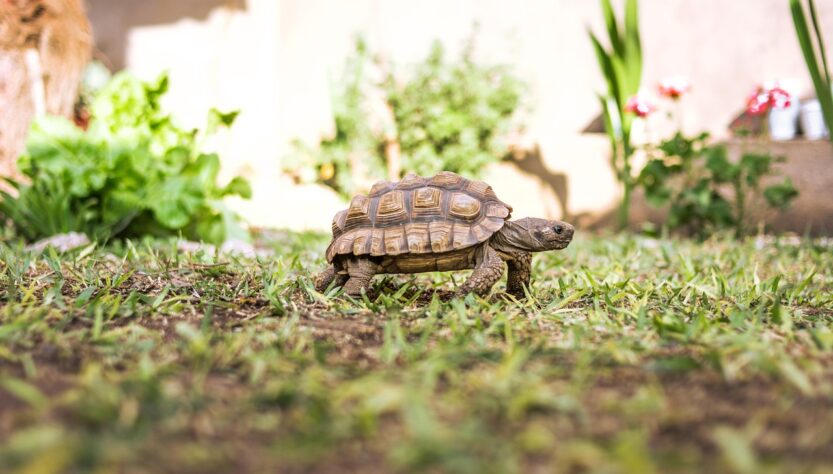 tortue
